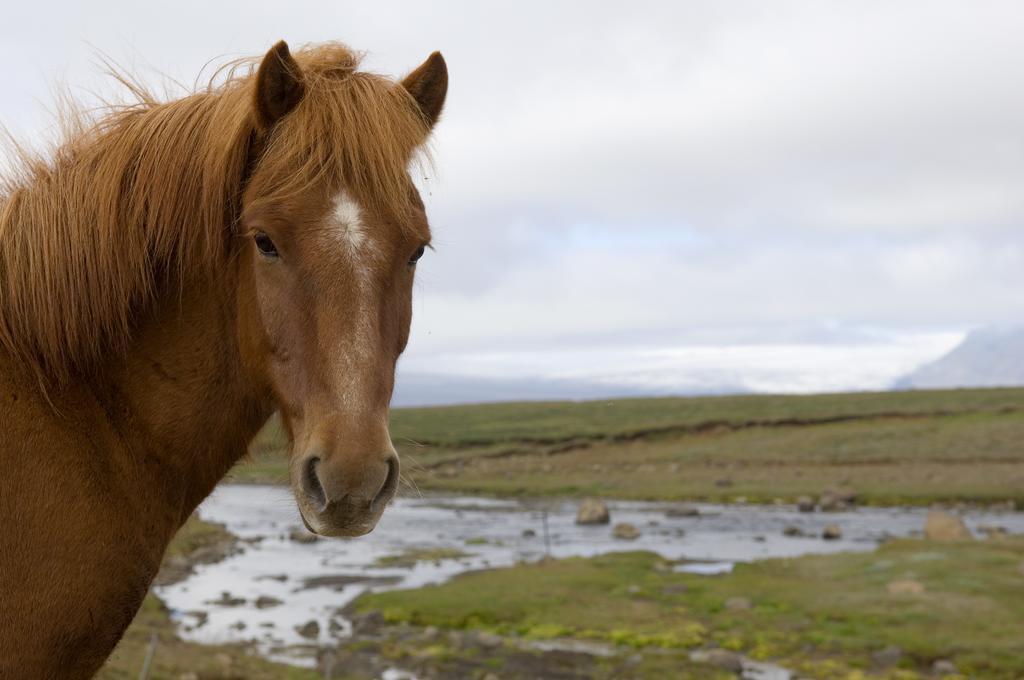 Haukadalur Geysir Hestar 호스텔 외부 사진